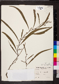 Acacia saligna image