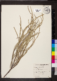 Acacia stenophylla image