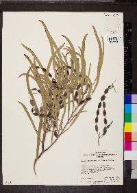 Acacia stenophylla image