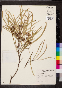 Acacia stenophylla image