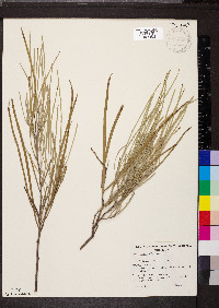 Acacia stenophylla image