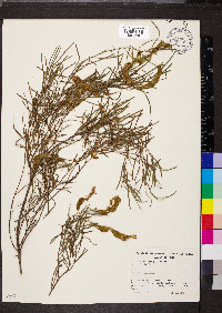 Acacia trachycarpa image