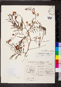 Acaciella angustissima image