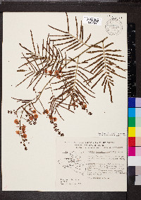 Acacia angustissima image