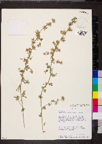 Acmispon decumbens image
