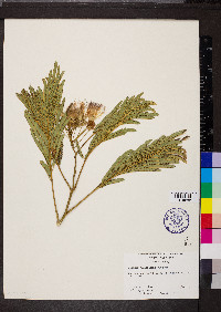 Albizia julibrissin image