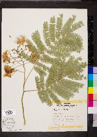 Albizia julibrissin image