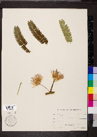 Albizia julibrissin image