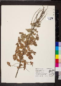 Amorpha canescens image