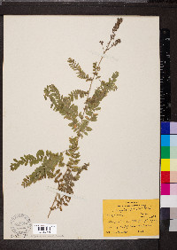 Amorpha canescens image