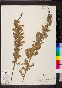 Amorpha canescens image