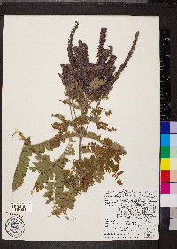 Amorpha canescens image