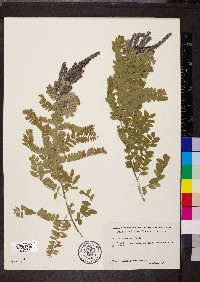 Amorpha canescens image