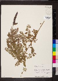 Amorpha canescens image