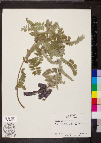 Amorpha canescens image