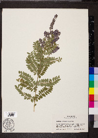 Amorpha canescens image