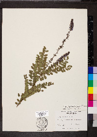 Amorpha confusa image