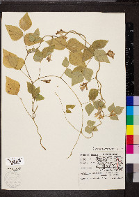 Amphicarpaea bracteata var. comosa image
