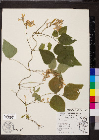 Amphicarpaea bracteata var. comosa image