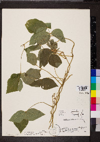Amphicarpaea bracteata var. comosa image
