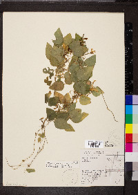 Amphicarpaea bracteata var. comosa image