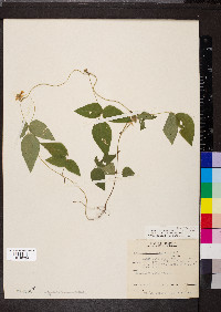 Amphicarpaea bracteata var. comosa image