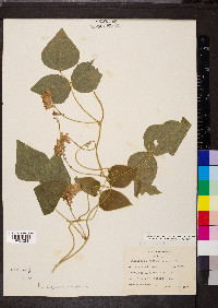 Amphicarpaea bracteata var. comosa image