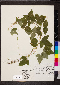 Amphicarpaea bracteata var. comosa image