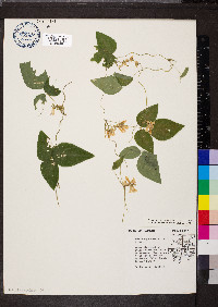 Amphicarpaea bracteata var. comosa image