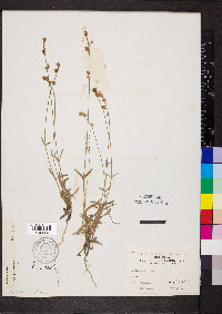 Froelichia gracilis image