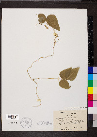 Amphicarpaea bracteata var. comosa image