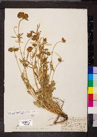 Anthyllis vulneraria image