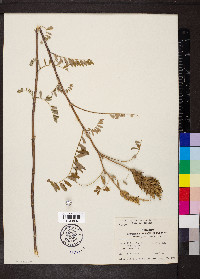 Astragalus canadensis image