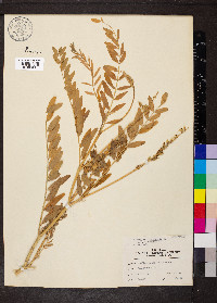 Astragalus canadensis image