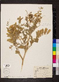 Astragalus canadensis image