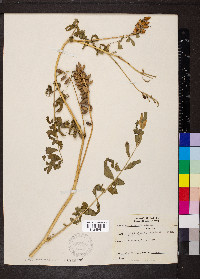 Astragalus canadensis image