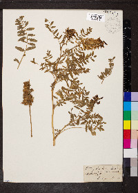 Astragalus canadensis image