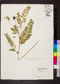 Astragalus canadensis image