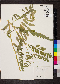 Astragalus canadensis image