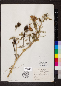 Astragalus canadensis image