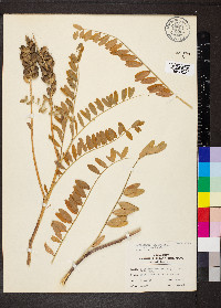 Astragalus canadensis var. canadensis image