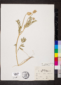 Astragalus laxmannii var. robustior image