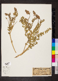 Astragalus laxmannii image