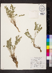 Astragalus agrestis image