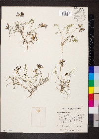 Astragalus alpinus image