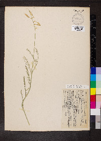 Astragalus filipes image