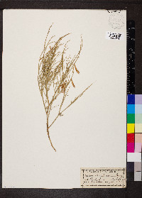 Astragalus junceus image