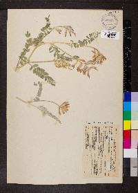 Astragalus malacus image