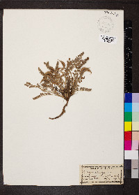 Astragalus parryi image