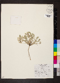 Astragalus purshii image